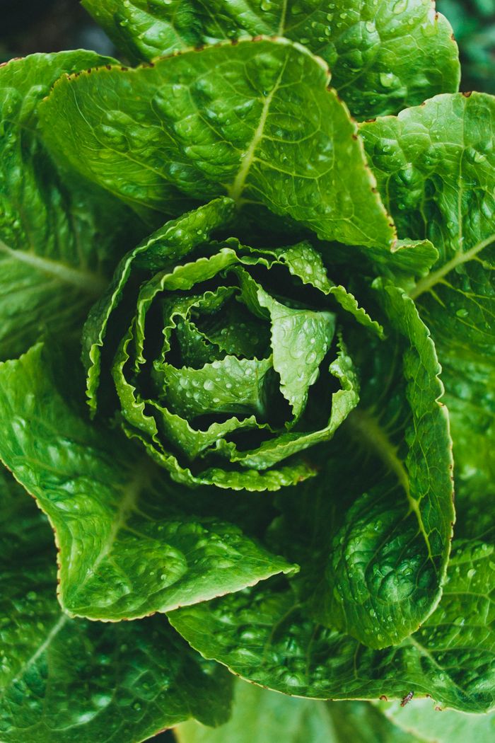 A vibrant close-up shot of fresh green lettuce leaves with water droplets enhancing its texture.